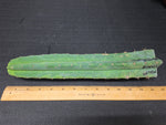 Variegated Malo4 x Malo8