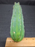 Variegated Malo4 x Malo8