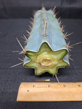DUPREE'S DIAMOND BLUES (Mid cut)